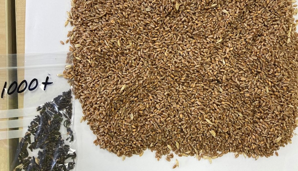 Black ergot sclerotia in a bag removed from the grain using colour sorters.